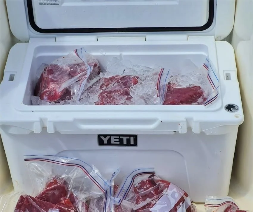 freshly bagged yellowfin tuna in front of a Yeti cooler