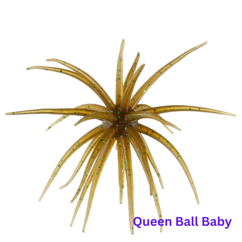 Queen Ball Baby  urchin bait