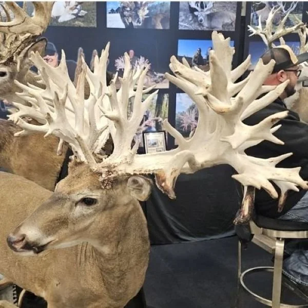 freakish whitetail deer rack mount