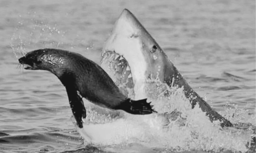 Great white shark chasing a seal in black and white