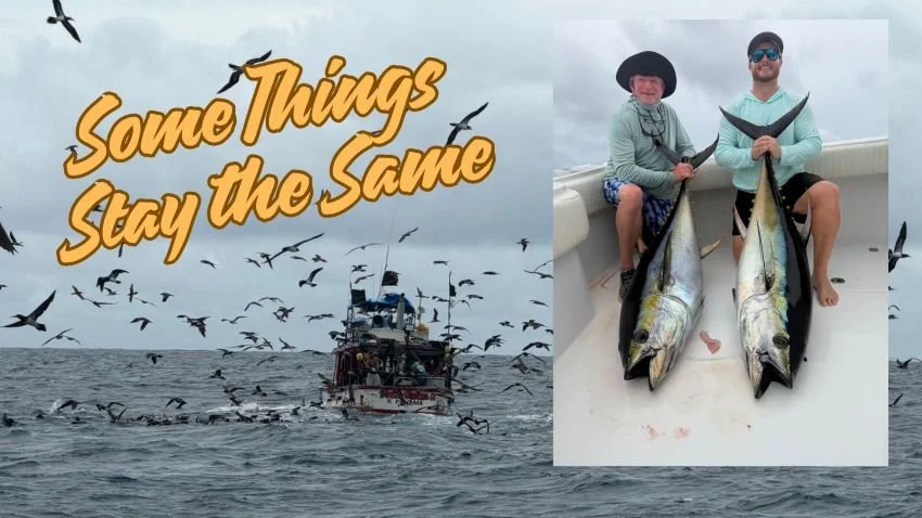 Frothing tuna in Gulf of Chiriqui Panama