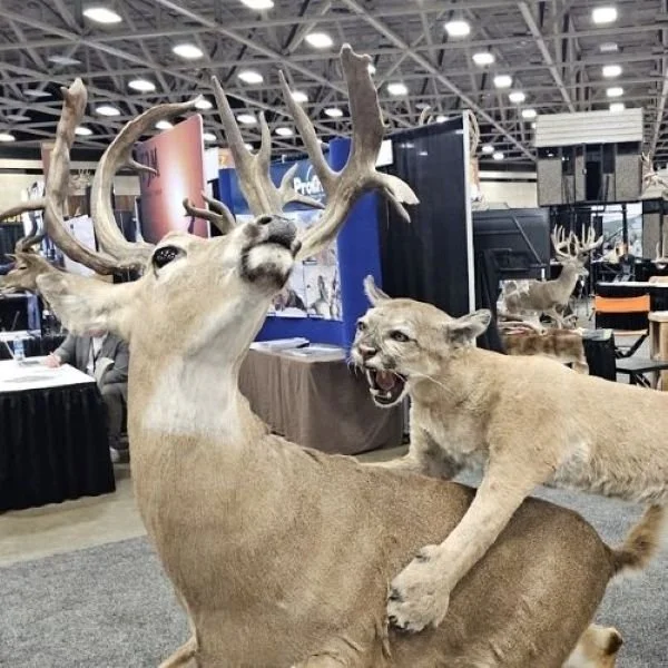 Taxidermy of mountain lion attacking deer