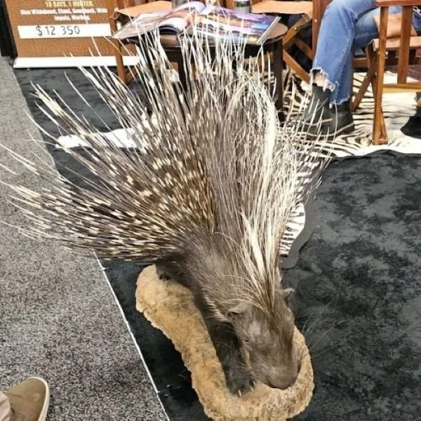 Porcupine Taxidermy