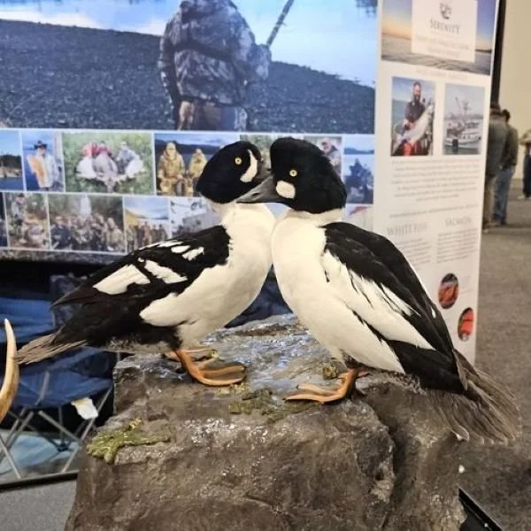 Serenity Adventures Cordova Alaska dual bird mount