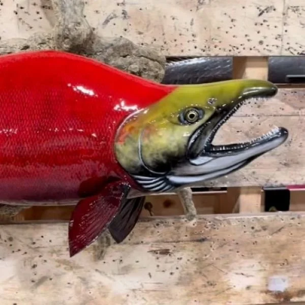 Advanced Taxidermy Sockeye Salmon mount red
