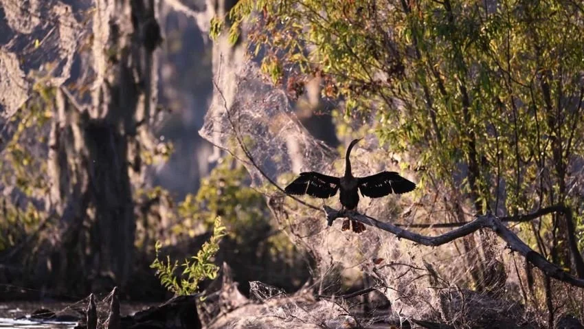 backlit bird Lake Verret South Louisiana