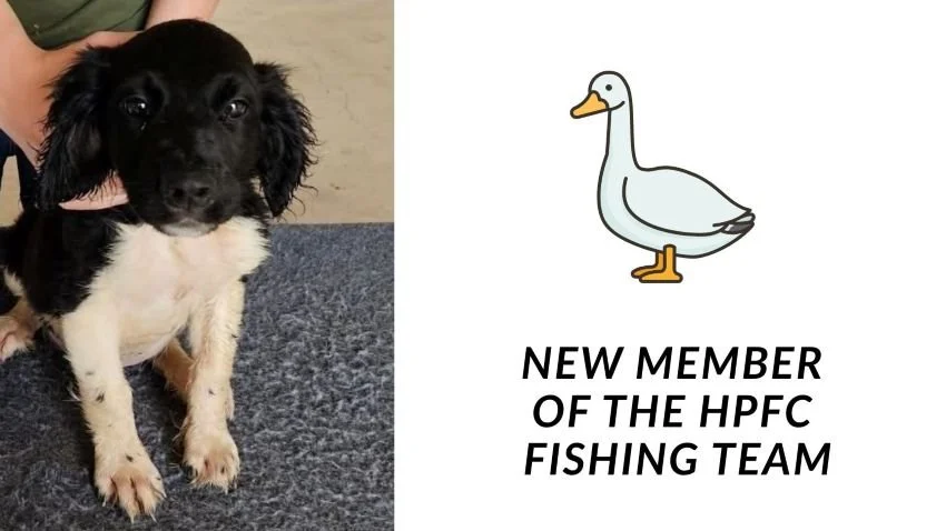Springer Spaniel puppy named Goose