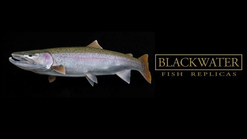Steelhead mount from Blackwater Fish Replicas on a black background
