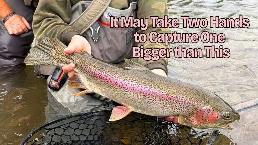 holding big rainbow trout over a net