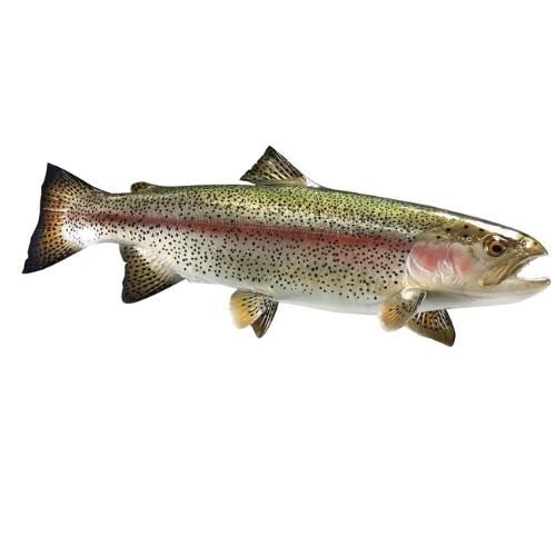 Rainbow trout mount on white background