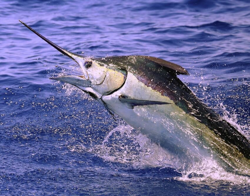 CVL Marlin.jpg