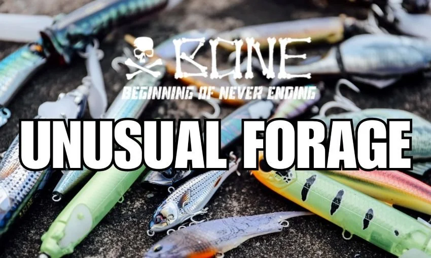 Selection of Bone Fishing World realistic lures for exotic fishing