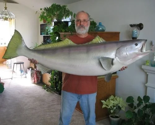 Trophy White Seabass taxidermy