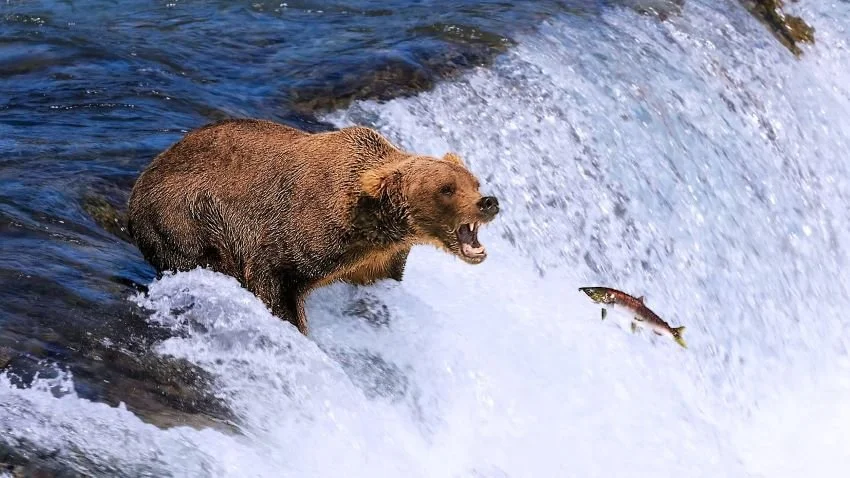 Brown Bear at Brooks Falls Katmai trying to catch a salmon