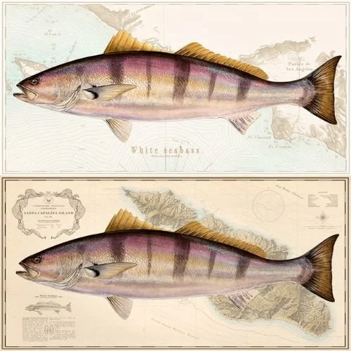 Studio Abachar White Seabass over vintage nautical chart
