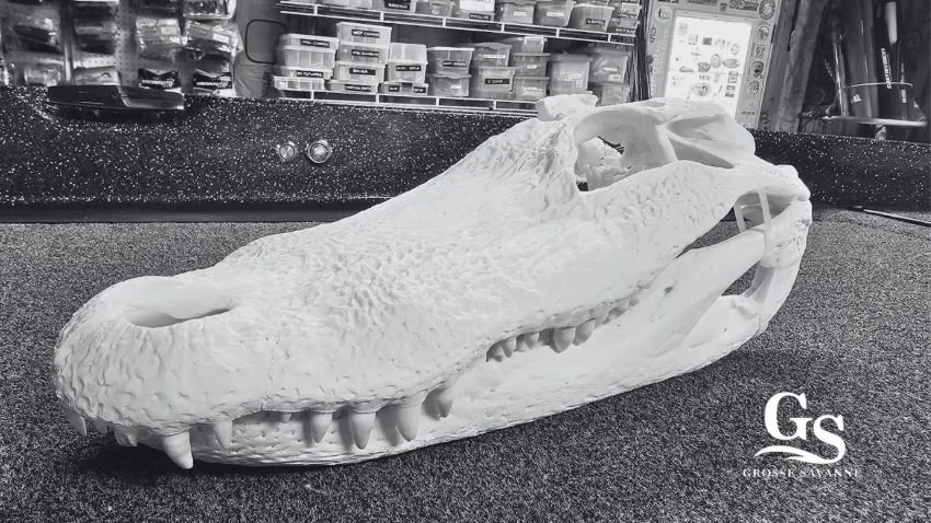 Skull from Louisiana Alligator Hunt