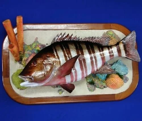 New Wave Taxidermy Barred Snapper replica