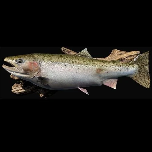 Kraus Fish Artistry steelhead over driftwood