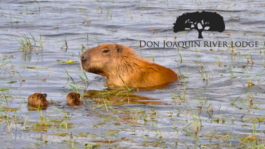 Mother capybara with babies in Ibera Wetlands