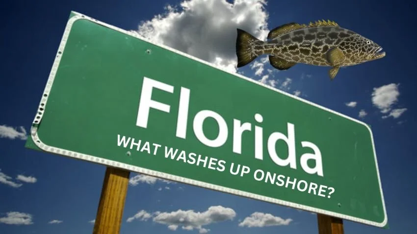 Grouper over a Florida road sign