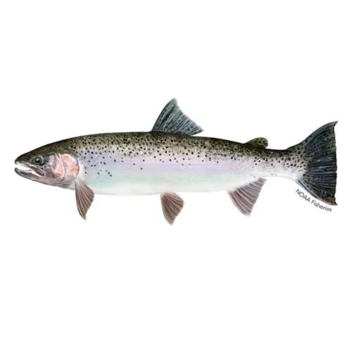 NOAA drawing of California anadromous steelhead