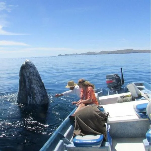 Gray Whale Tours in Magdalena Bay BCS