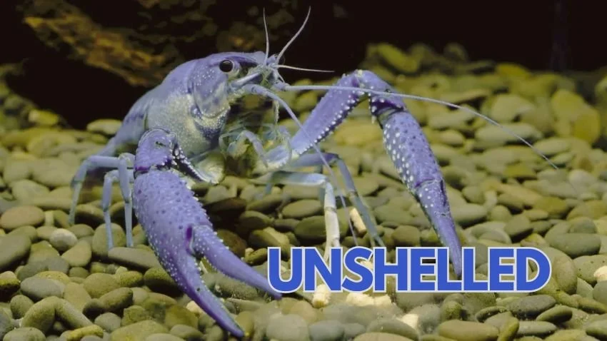 Blue molting crawfish