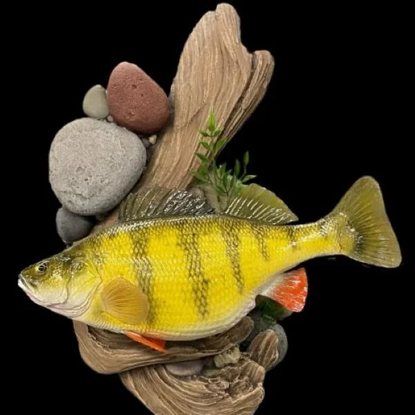 vibrant yellow perch mount on rock and wood background
