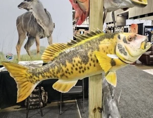 Africa Anyway tropical reef fish mount replica