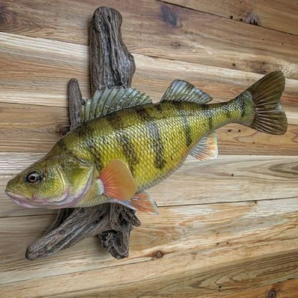 Natural yellow perch replica on driftwood backing