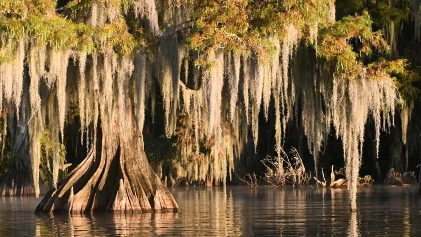 Spanish Moss on Cypress Trees in Louisiana Swamp
