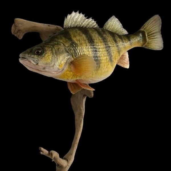 Mounted yellow perch with perfect paint job