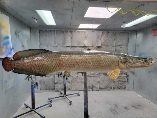 Coast to Coast Fish Mounts Arapaima