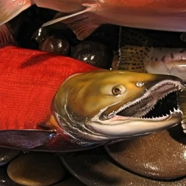 Blackwater Replicas Luke Filmer Red Sockeye