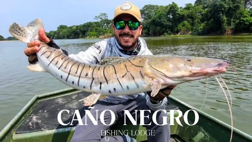 Surubi Catfish Cano Negro Fishing Lodge Bolivia