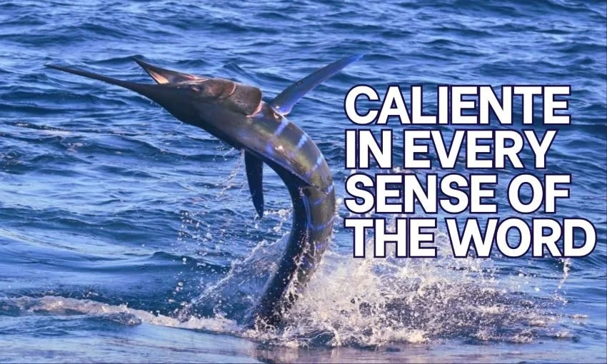 Jumping striped marlin Mag Bay BCS