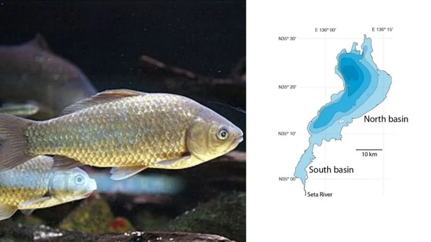 Crucian Carp with a map of Lake Biwa