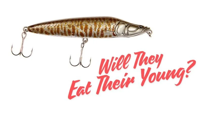 Vagabond Piraracu Fishing Lure