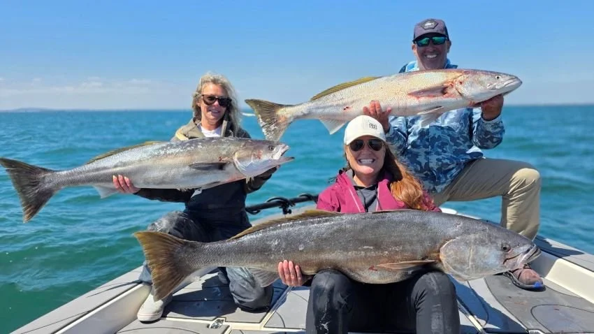 three large white sea bass caught by Catalina Island California