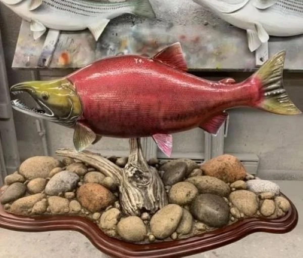 Sockeye pedestal mount on rocks and driftwood