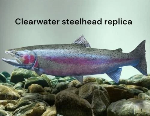 Clearwater Re-creations custom steelhead replica over rocks