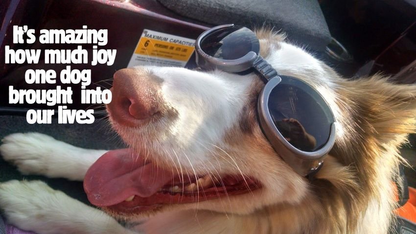 Australian shepherd wearing goggles in a boat