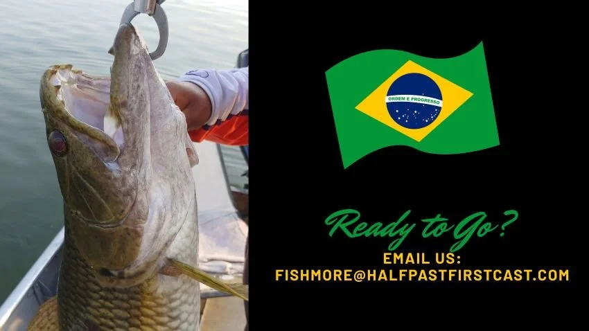 wolffish on a boga grip in the Amazon region of Brazil