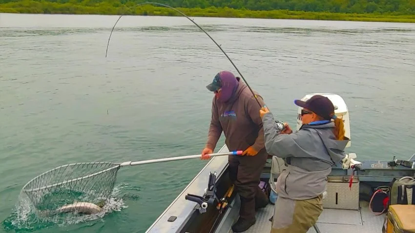 Netting trophy King Salmon Naknek River Bristol Bay Alaska