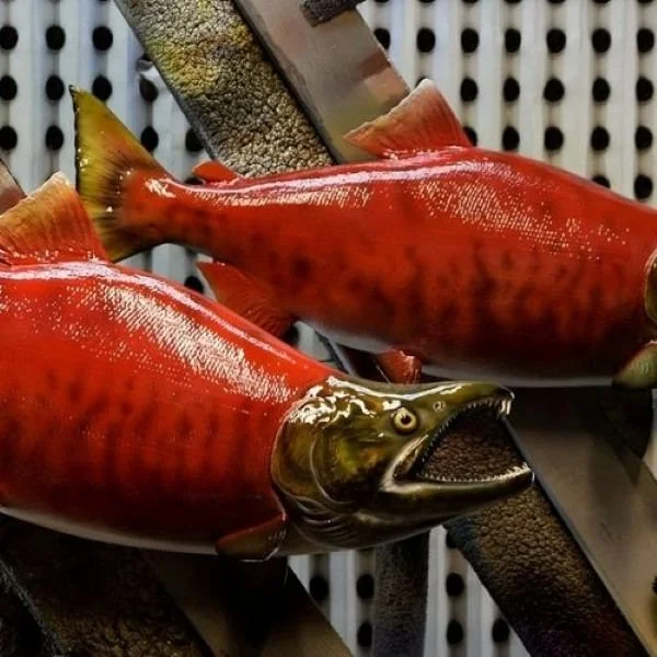 Two sockeye salmon mounts from King Sailfish