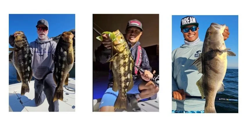 SoCal Calico Bass