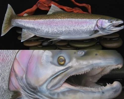 Luke Filmer Blackwater steelhead replica