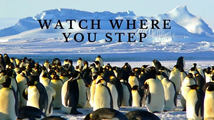 Penguins on a glacier pooping