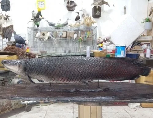Oliver Mendoza arapaima taxidermy