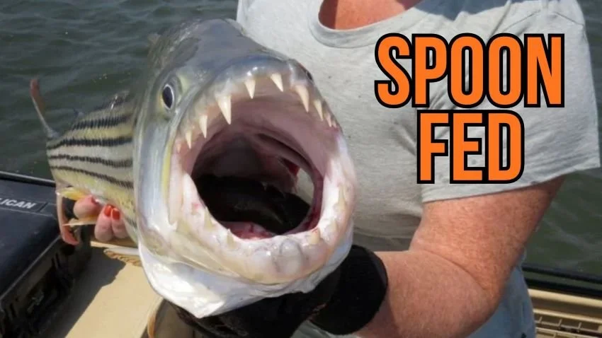 Open mouth of tigerfish in Africa